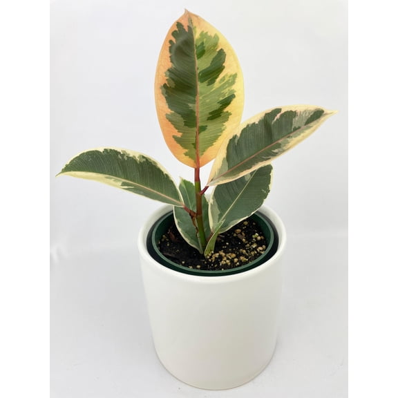 Ficus Elastica Tineke Variegated Rubber Plant | Live Plants Indoors, Indirect Sunlight House Plants