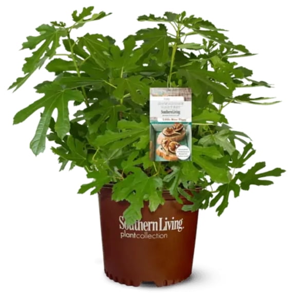 Ficus Brown Turkey Fig