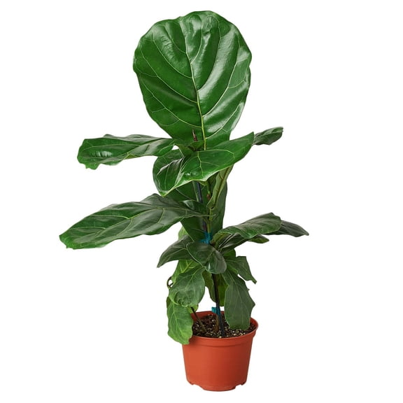 Ficus Lyrata 'Fiddle Leaf Fig', 6" Pot, Indoor Houseplant, Easy Care, Live Plant for Indoor & Outdoor