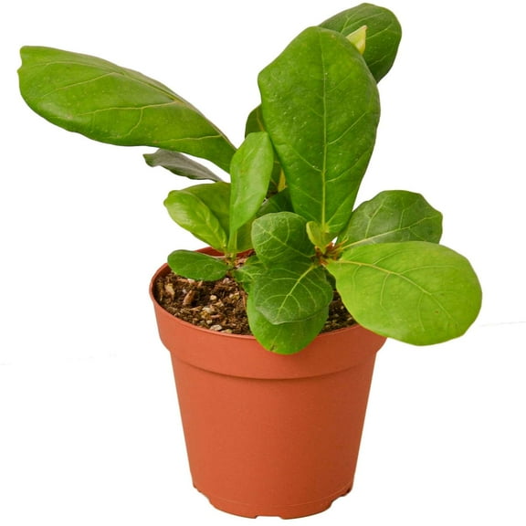 Ficus Lyrata 'Fiddle Leaf Fig' Live Plant for Indoor | Different Houseplants in 4'' & 6'' Pot | Real House Plant for Living Room, Office, Desk & Bathroom |