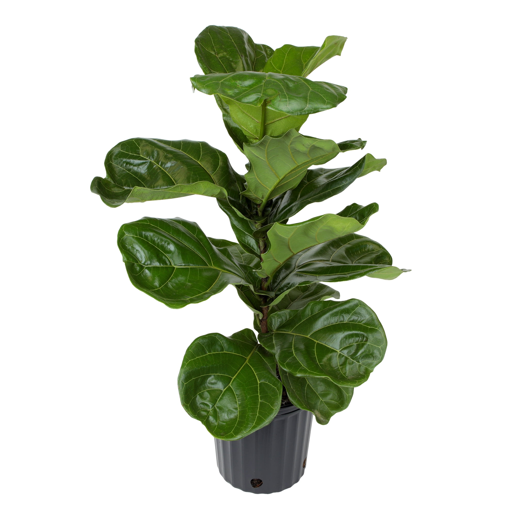 Ficus Lyrata Tree in 10" Grower Pot, Air Purifying Live Plant