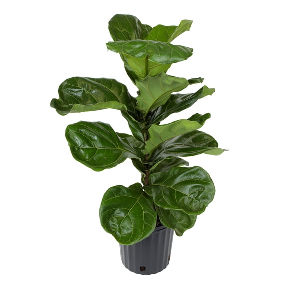 Ficus Lyrata Tree in 10" Grower Pot, Air Purifying Live Plant
