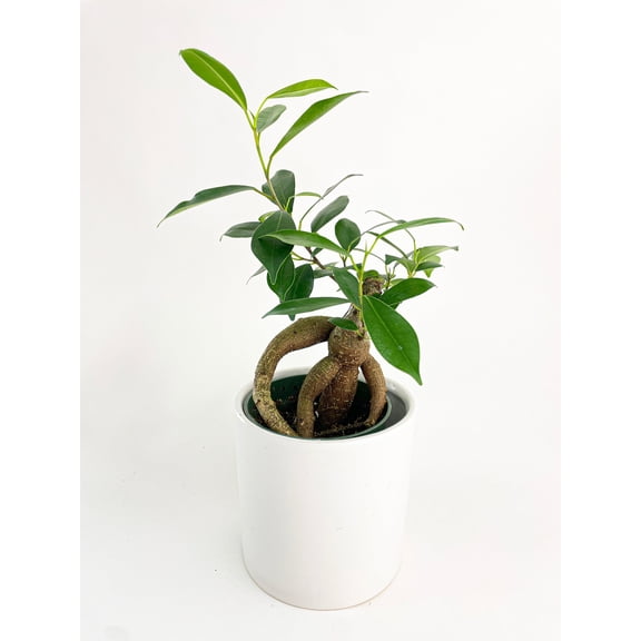 Ficus Microcarpa 'Moclame' Mini Bonsai Tree - Live Air-Purifying Indoor Plant in Nursery Pot – Easy Care, Low Maintenance Houseplant for Home & Office Decor, Natural Air Cleaner, Best for Beginners