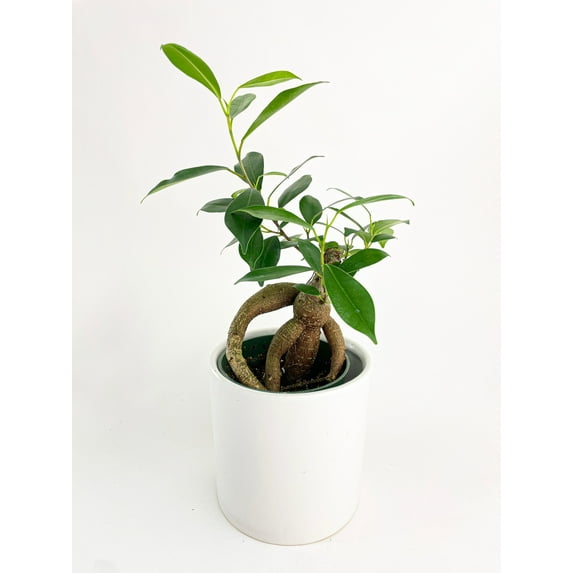 Ficus Microcarpa 'Moclame' Mini Bonsai Tree - Live Air-Purifying Indoor Plant in Nursery Pot – Easy Care, Low Maintenance Houseplant for Home & Office Decor, Natural Air Cleaner, Best for Beginners