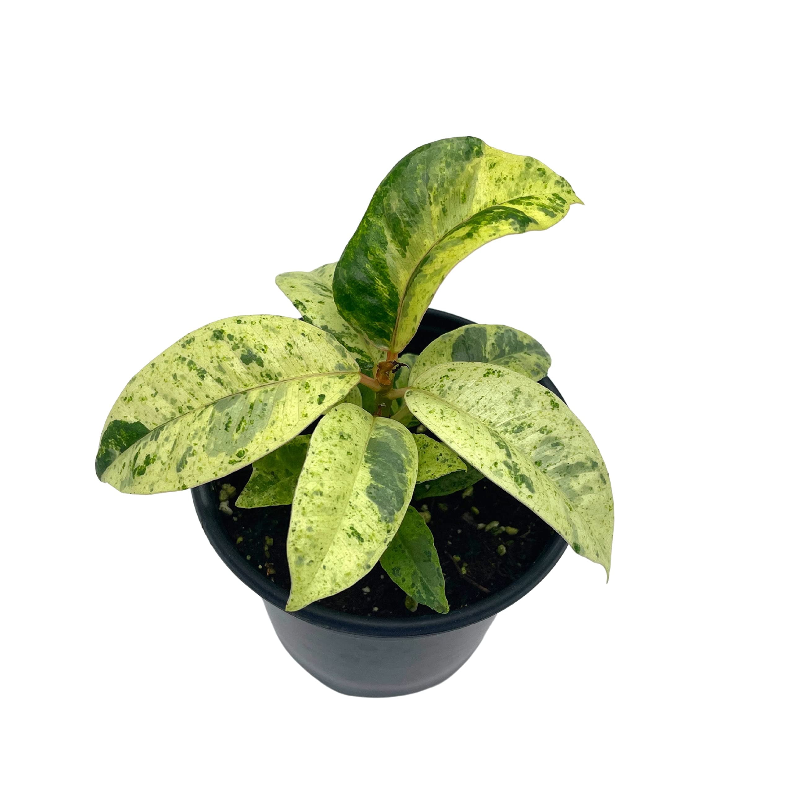 Ficus Moonshine Shivereana, 4 inch, Variegated Rubberplant, Splash Rubber Plant