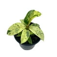 thumbnail image 1 of Ficus Moonshine Shivereana, 4 inch, Variegated Rubberplant, Splash Rubber Plant, 1 of 9