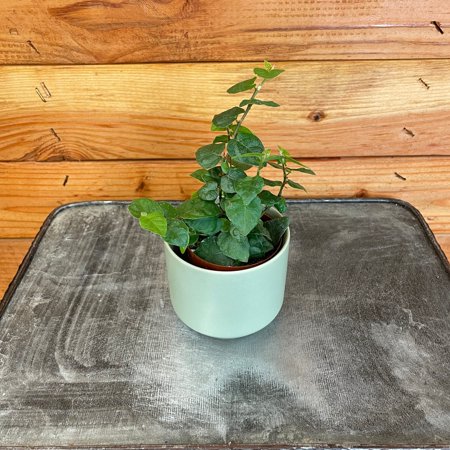 Ficus Pumila Creeping Fig, 2" Plant, The Plant Farm