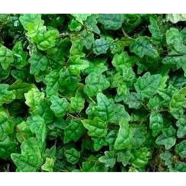 Ficus Pumila Quercifolia 3 Live Plants Oak Leaf Creeping Fig, EasyCare