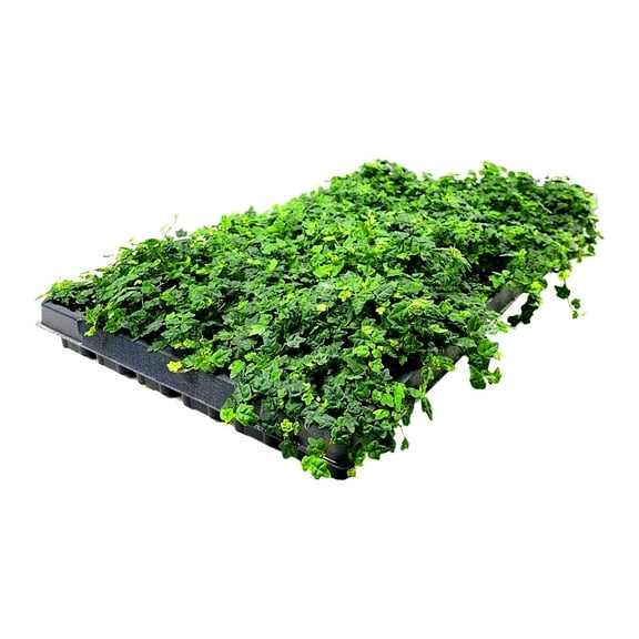 Ficus Pumila Quercifolia 30 Live Plants Oak Leaf Creeping Fig, Easy-Care Indoor/Outdoor Trailing Vine Plant, Perfect for Walls and Ground Cover