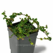 Ficus pumila, Ficus pumila Quercifolia minima, Tiny Oak Leaf Creeping Fig - Pot Size 3in 2.6x3.5in - Shade Plants