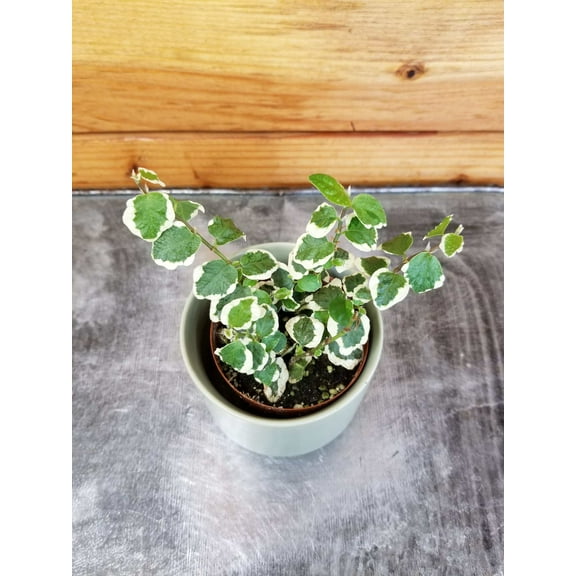 Ficus Pumila Variegated Creeping Fig, 2" Plant, The Plant Farm