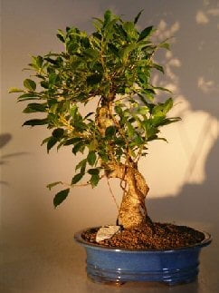 Ficus Retusa Bonsai Tree Curved Trunk - Extra Large (ficus retusa) -  Walmart.com