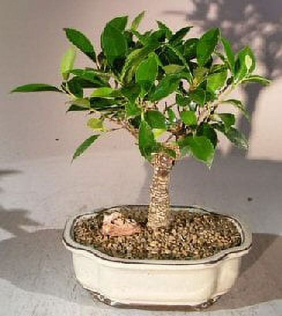 Ficus Retusa Bonsai Tree Medium 5 years old, 13" 14" tall versatile