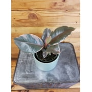 Ficus Ruby, 4" Plant, The Plant Farm