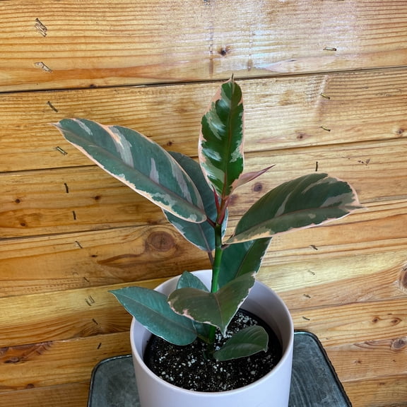 Ficus Ruby, 6" Plant