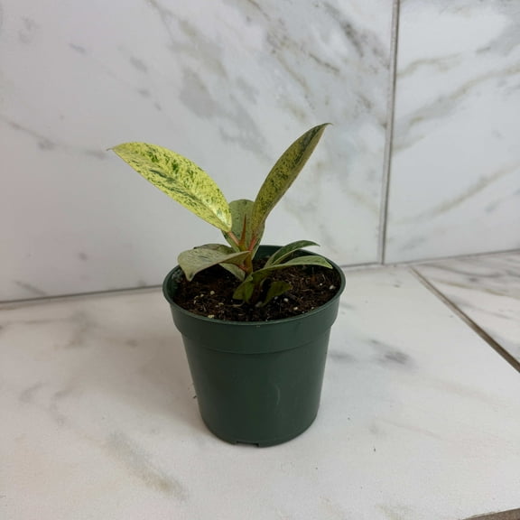 Ficus Shivereana Moonshine, 4" Plant, The Plant Farm