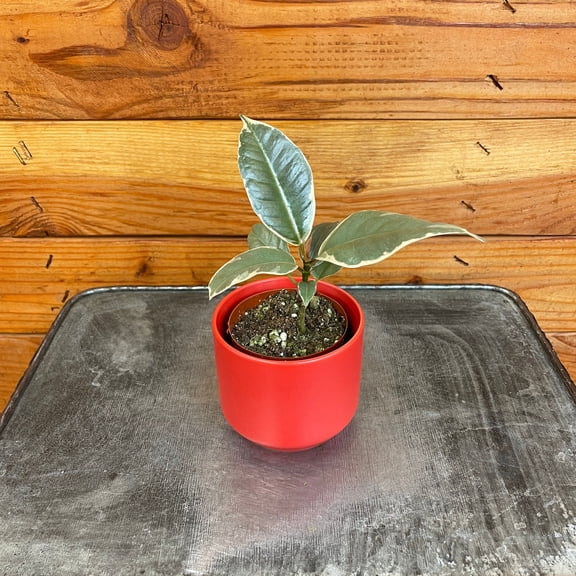 Ficus Tineke, 2" Plant