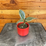 Ficus Tineke, 2 Plant