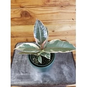 Ficus Tineke, 4" Plant, The Plant Farm
