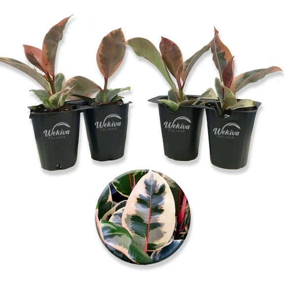 Ficus Tineke Tree - 4 Live Starter Plants in 2 Inch Pots - Ficus Elastica Tineke - Stunning Easy Care Interior Houseplant