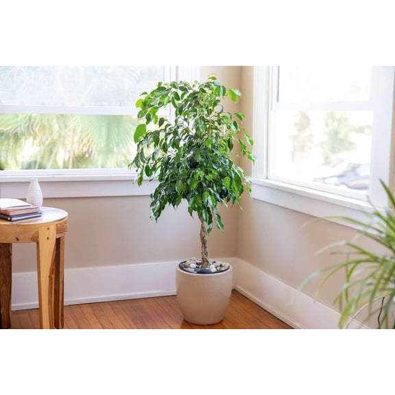 Ficus Tree Variety 3-Pack - 3 Live Starter Plants in 2 Inch Pots - Grower's Choice Various Varieties Stunning Easy Care Interior Houseplant