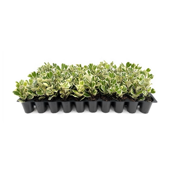Ficus Triangularis | 3 Live Plants | Ficus Triangularis | Indoor Houseplant | Live Evergreen Tree | Low Maintenance | Air Purifying | Unique Leaf Shape | Home or Office Decor