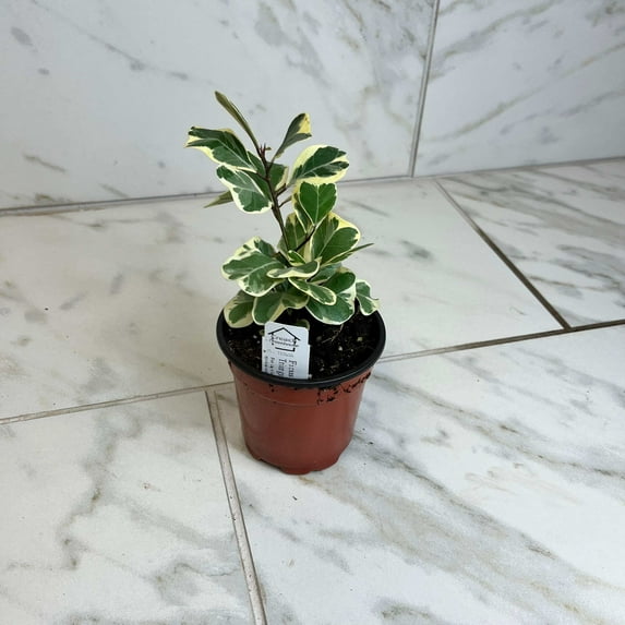 Ficus Triangularis, 4" Plant