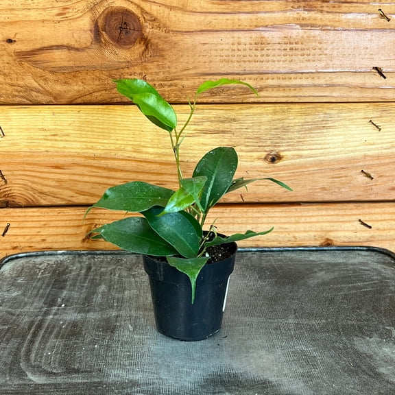 Ficus Weeping Benjamina, 2" Plant