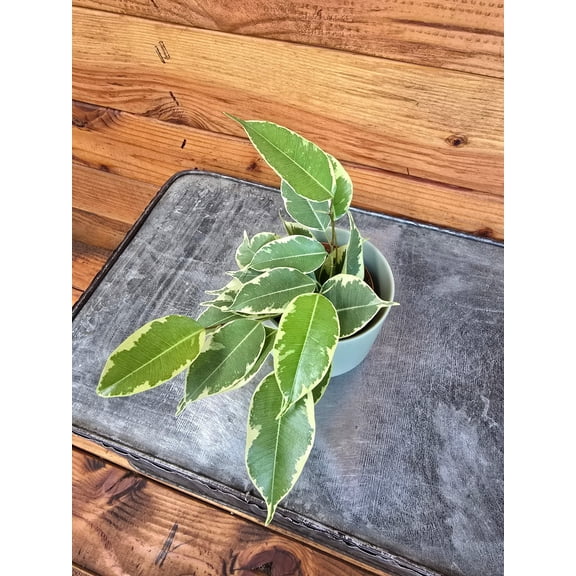 Ficus Weeping Benjamina Starlight, 2" Plant