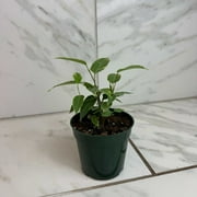 Ficus Weeping Benjamina Variegated, 4 Plant, The Plant Farm