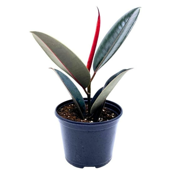 Ficus elastica Burgundy 6 inch India Rubber Tree Decora Fig Plant