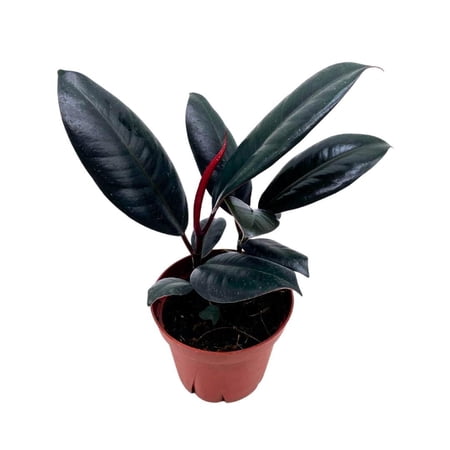 Ficus elastica, Rubberplant, India Rubber Plant, India Rubber Tree, India Rubber fig,in a 4 inch Pot, Healthy