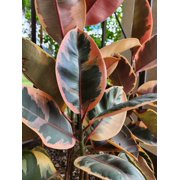 Ficus elastica Ruby Variegated Rubber Tree 4 Inch Pot