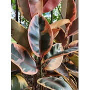 Ficus elastica "Ruby" Variegated Rubber Tree 4 Inch Pot