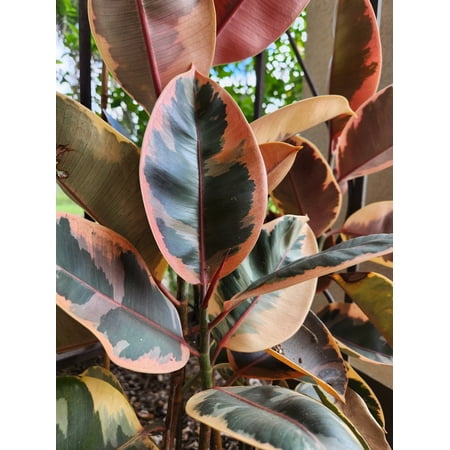 Ficus elastica "Ruby" Variegated Rubber Tree, Starter Plant. lot of 2