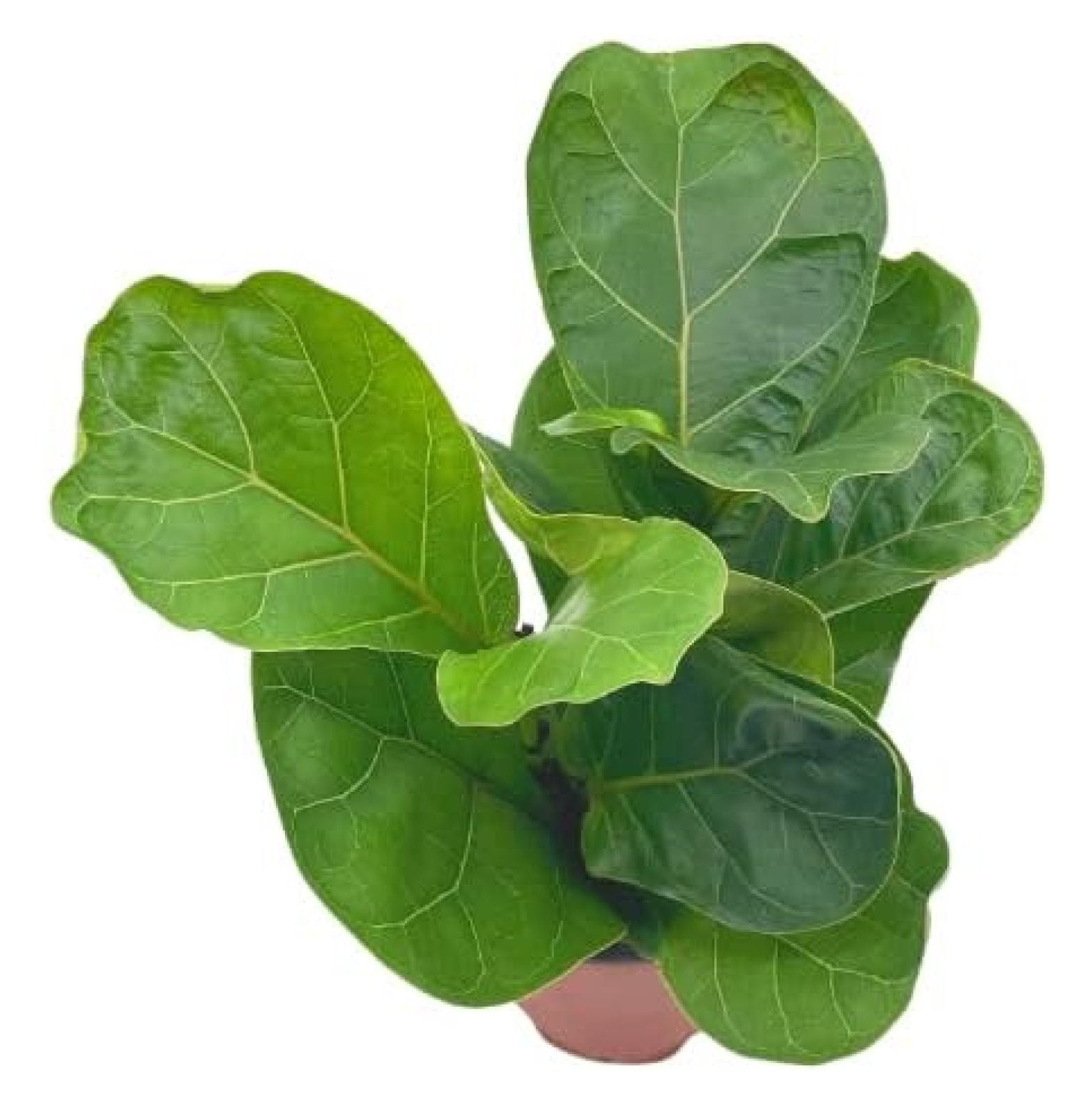 Ficus lyrata Bambino, 4 inch, Dwarf Fiddle Leaf Fig Tree