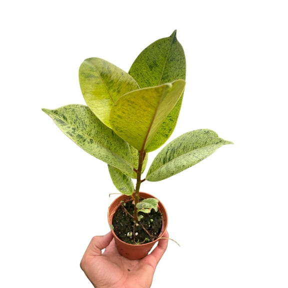 Ficus 'shivereana' (Moonshine), 4" Pot, Indoor Houseplant, Easy Care, Live Plant for Indoor & Outdoor