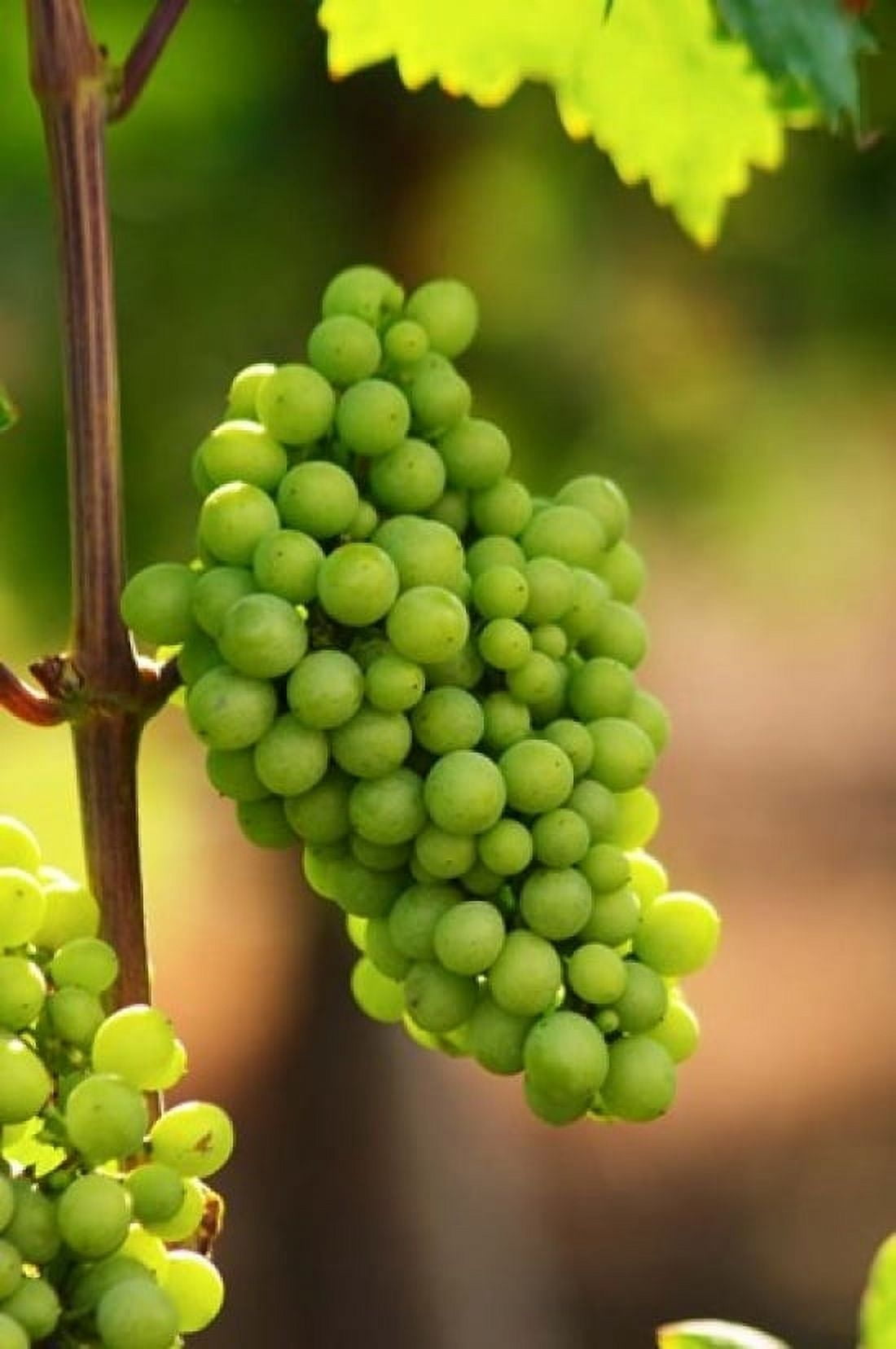 Fidal Vineyard Canvas Art - Per Karlsson DanitaDelimont (24 x 36)