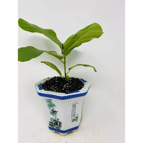 Fiddle Leaf Fig 4.5" Porcelain Elegance Pot