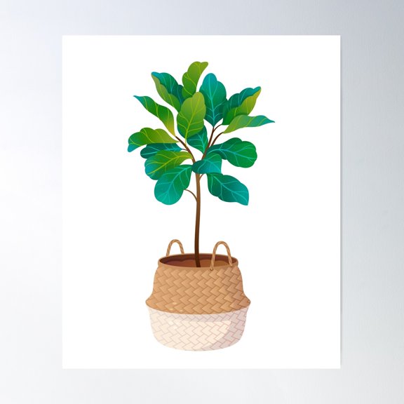 Fiddle Leaf Fig Ficus Lyrata Poster Wall Art, Modern Wall Decor For Living Room Bedroom, 16x24 UNFRAMED