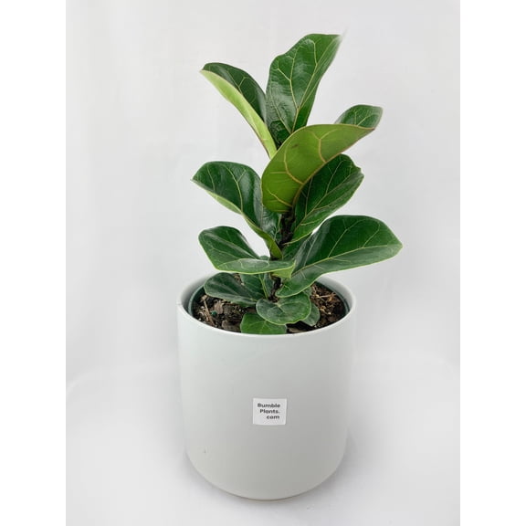 Bumble Plants Fiddle Leaf Fig Ficus Lyrata - Full Live Colorful Houseplant in Nursery Pot, Easy Care, Indoor Plant for Beginners