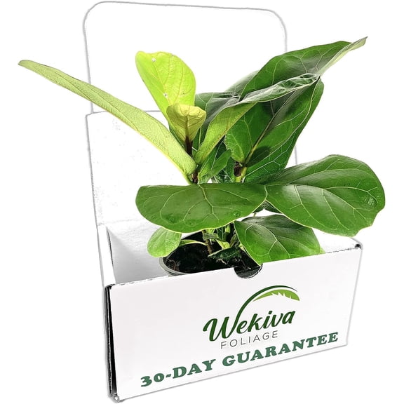 Fiddle Leaf Fig - Live Plant in a 4 Inch Pot - Ficus Lyrata - Beautiful Easy to Grow Air Purifying Indoor Plant