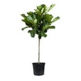 Fiddle Leaf Fig Live Tree Extra Large 3 Gallon Tree Ficus Lyrata ...