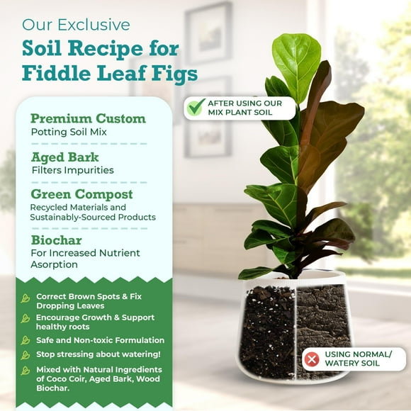 Fiddle Leaf Fig Potting Soil Mix by Fiddle Leaf Fig Plant Resource Premium Organic Soil with Enhanced Drainage for Fast Growth and Healthy Roots Large Bag