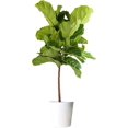 Fiddle Leaf Fig Tree, Ficus Lyrata, Live Indoor Plant Potted in Indoor