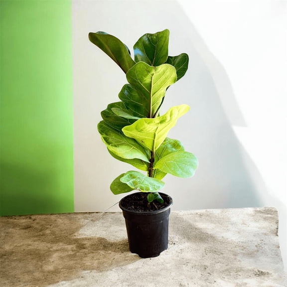 Fiddle Leaf Fig Tree Live Indoor Plant 4 Inch Pot