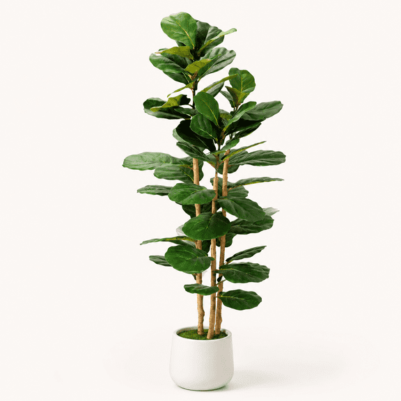 Fiddle Leaf Fig Tree in Modern White Planter, 5ft