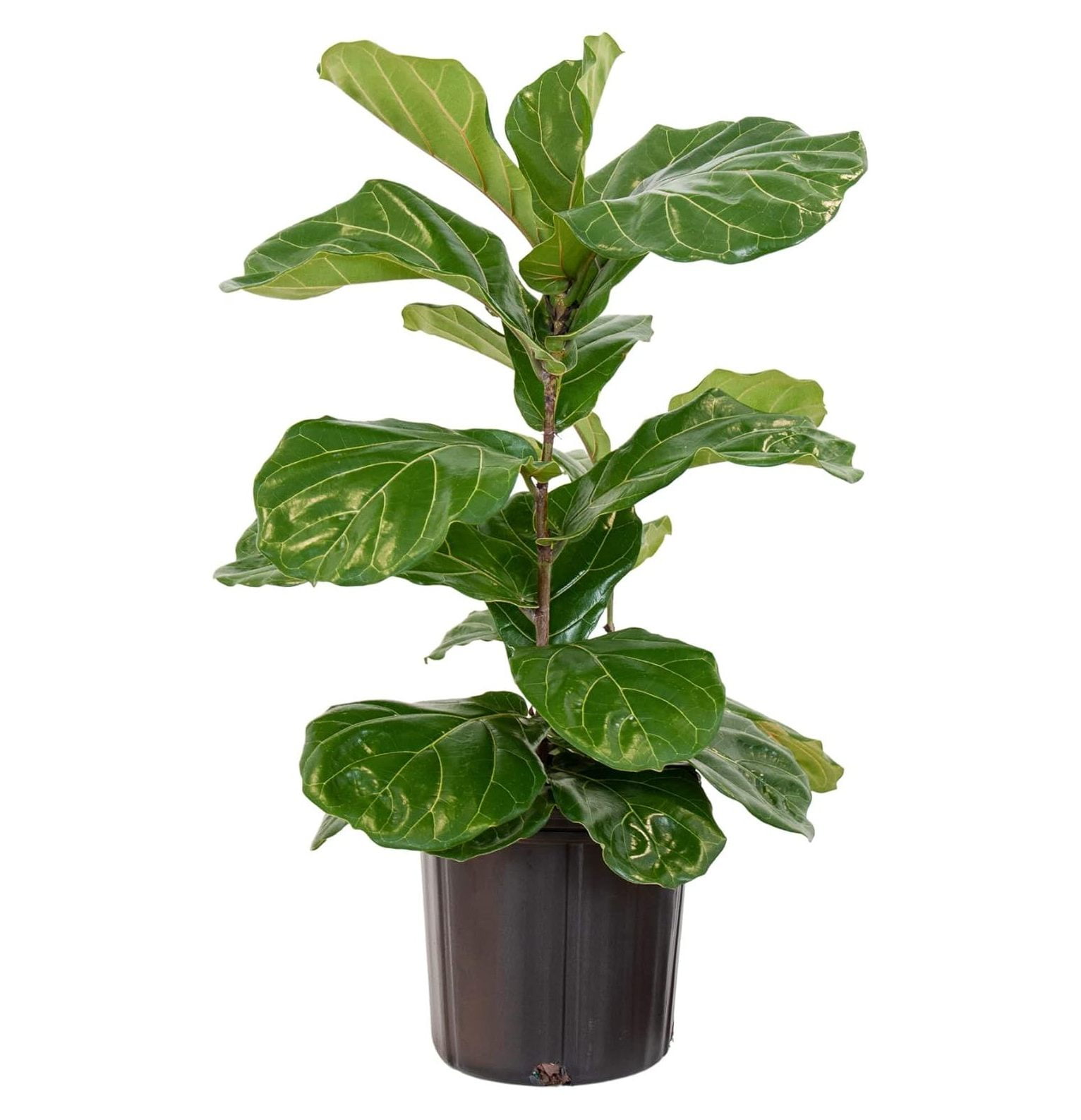 Fiddle Leaf Fig live Indoor Ficus Lyrata Tree 2434" Tall in 10