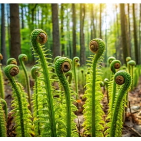 Fiddlehead Fern Plant Rootstock Easy to Grow Hardy Perennial Ferns 3 Plant