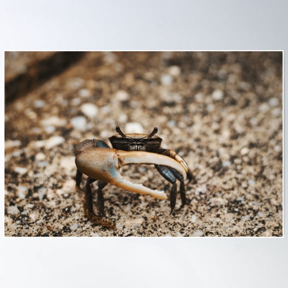 Fiddler Crab Poster Wall Art, Modern Wall Decor For Living Room Bedroom, 8x12 UNFRAMED